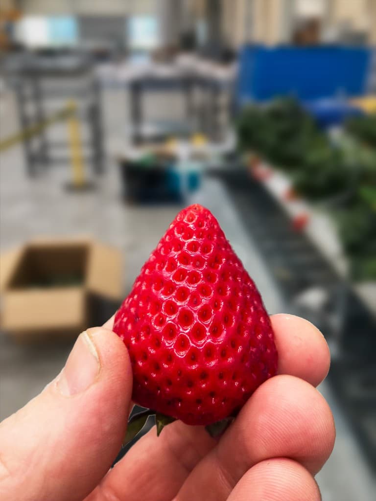 Ripe strawberry held between fingers in a packing facility